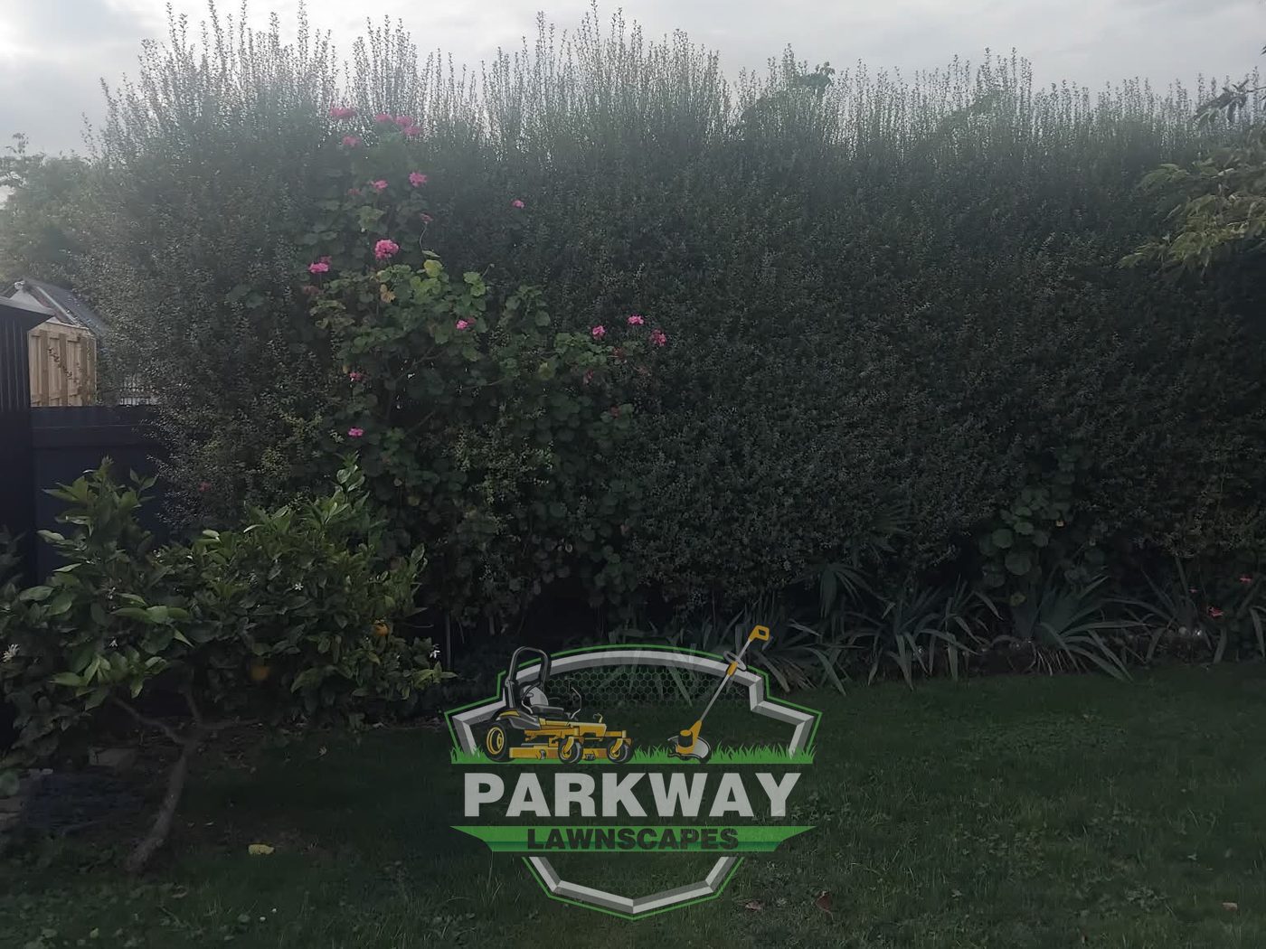 Before: Garden-side hedge levelled and reshaped in one visit.